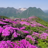 ミヤマキリシマ咲く、九重連山　3