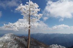 桧塚奥峰の一本木