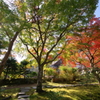 色づく庭園
