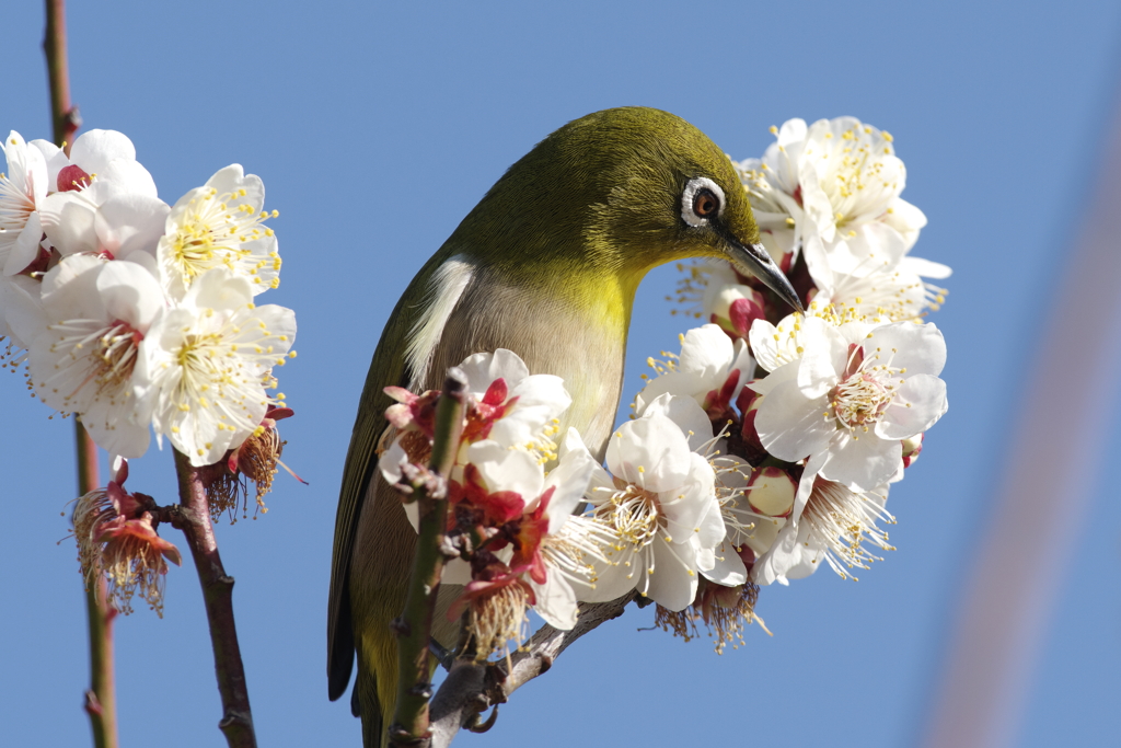 春の香り