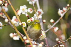 春の兆し