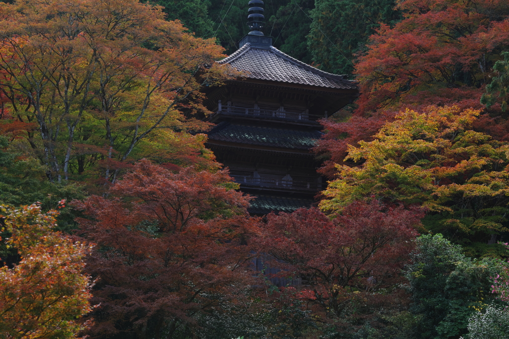 天目楓の秋