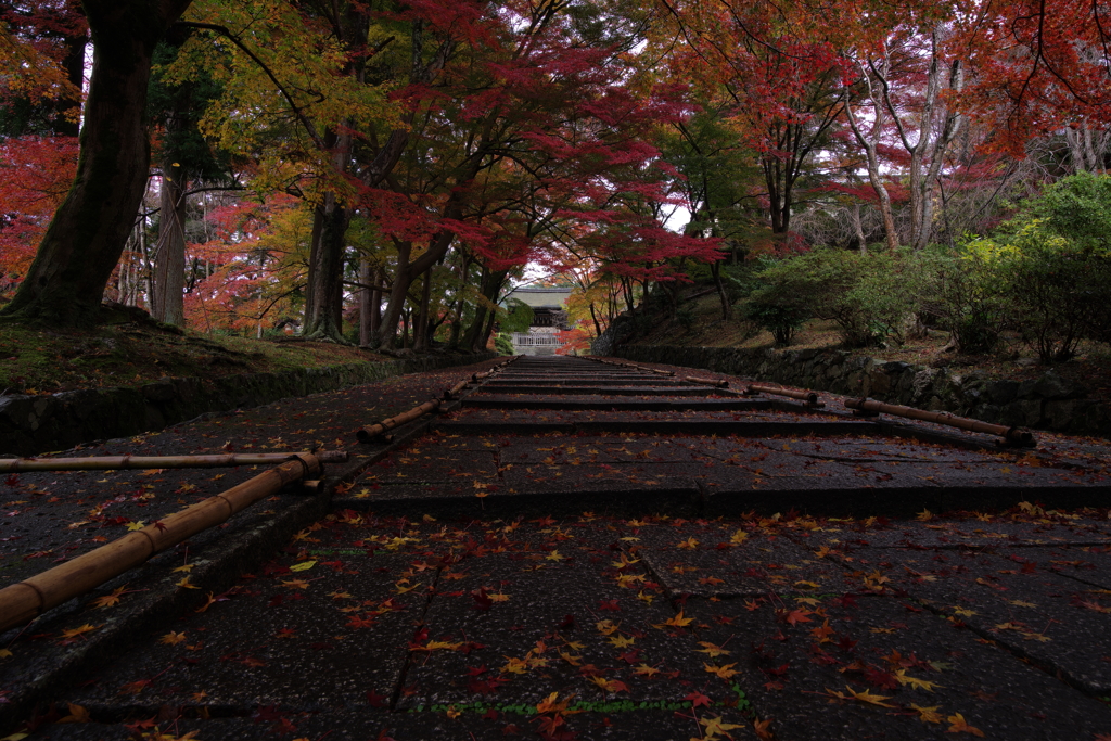 散り紅葉の始まり