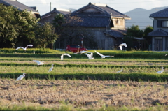 落穂の頃