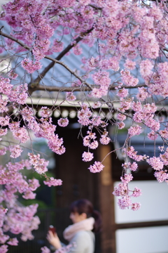 桜を想ふ人