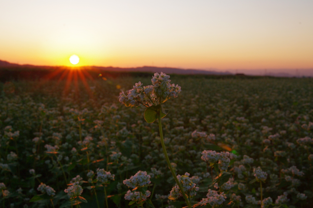そば畑と夕日