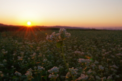 そば畑と夕日