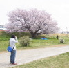 あの桜を撮る！