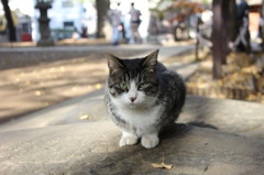 ねこ