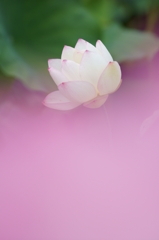 はす