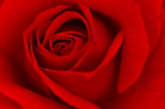 薔薇