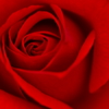 薔薇