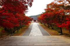 燃えたつ参道