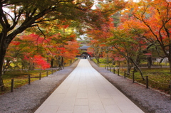 錦秋の参道