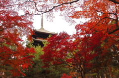 仁和寺　五重塔