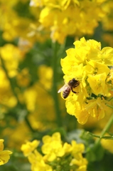 お食事、菜の花