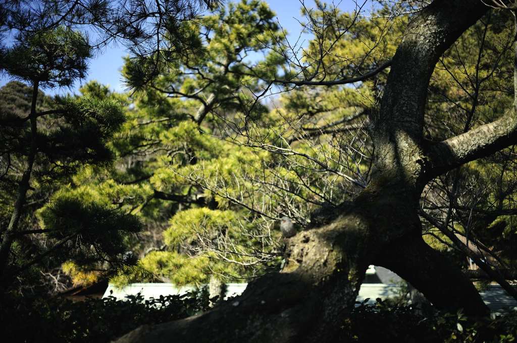 三渓園#7