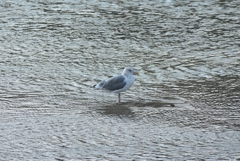 DSC00446