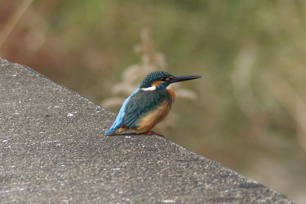 DSC00799
