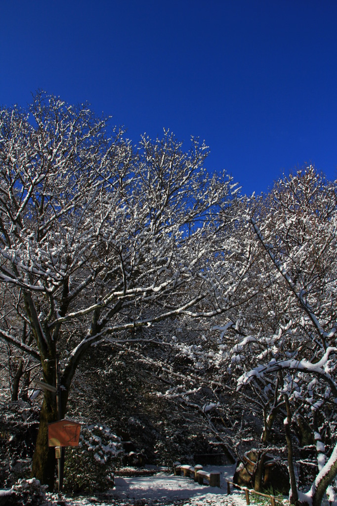 京都の雪景色