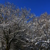 京都の雪景色