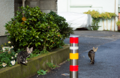 二匹の子猫