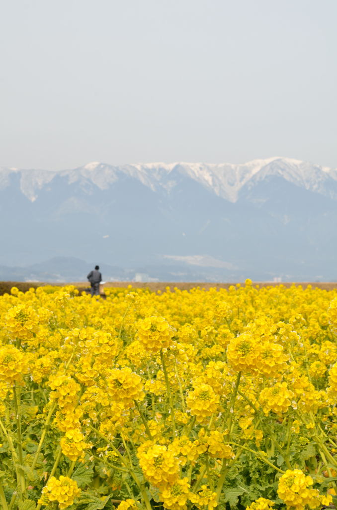 比良山系と菜の花