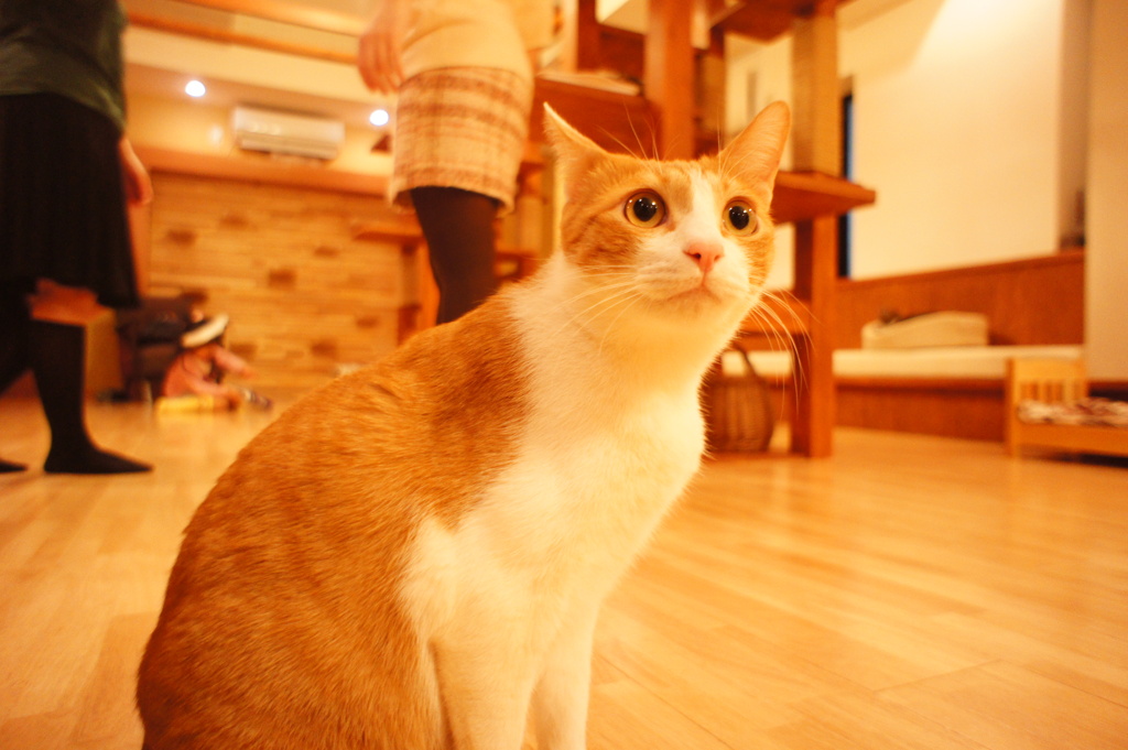 ポテチ