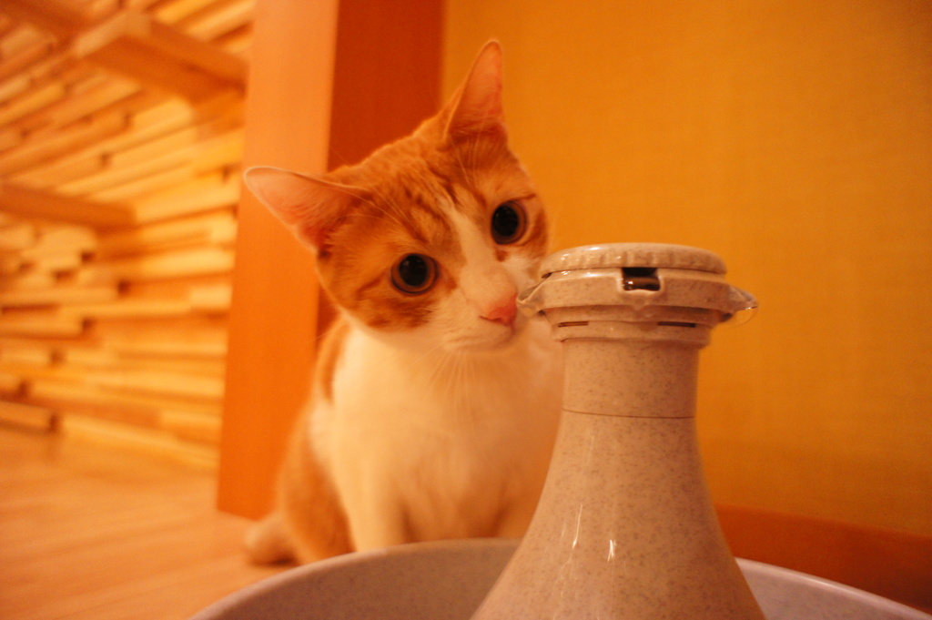 ポテチ