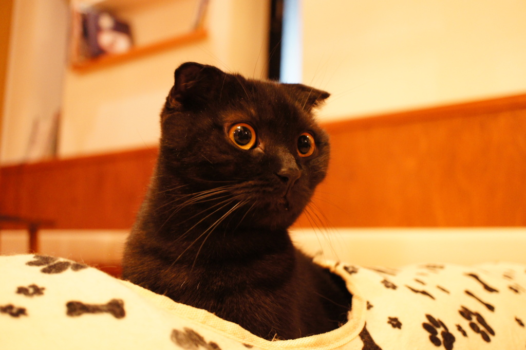 くろべえ