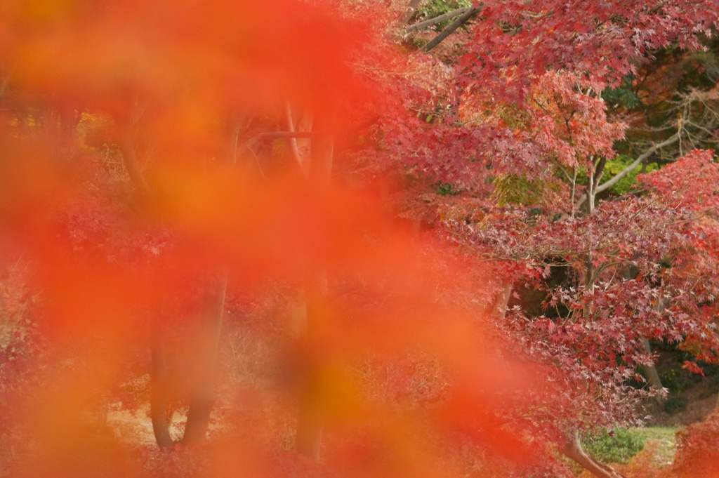 紅葉で隠す