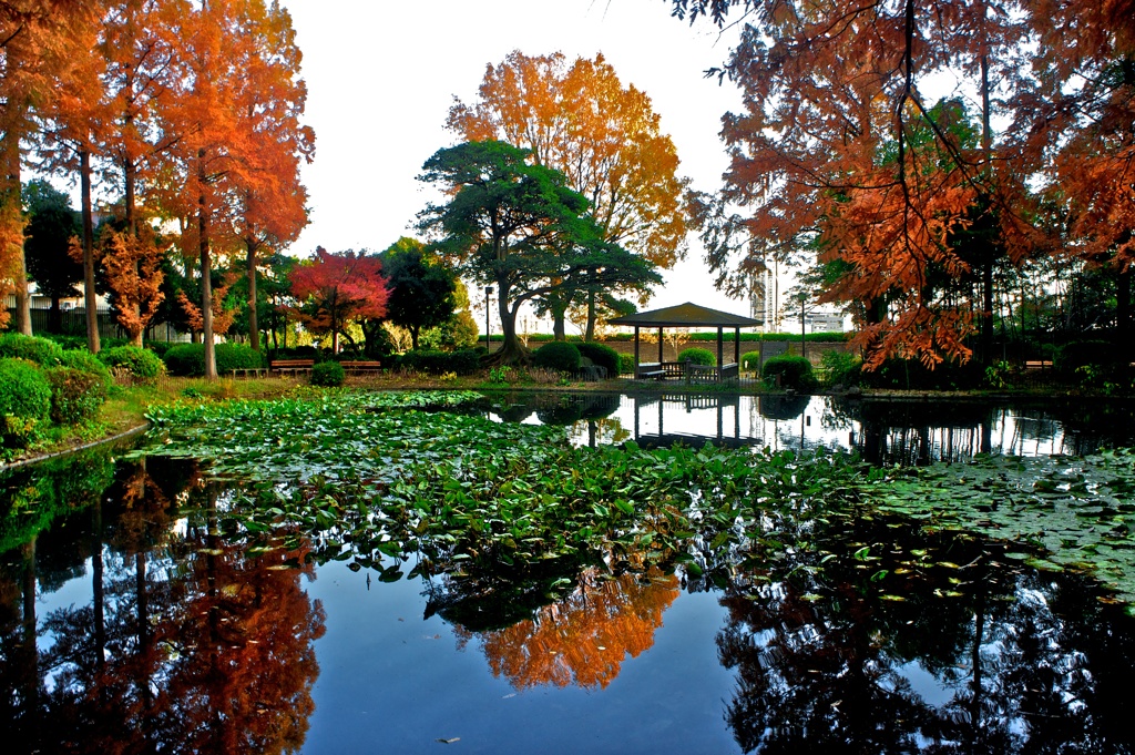 新池の紅葉