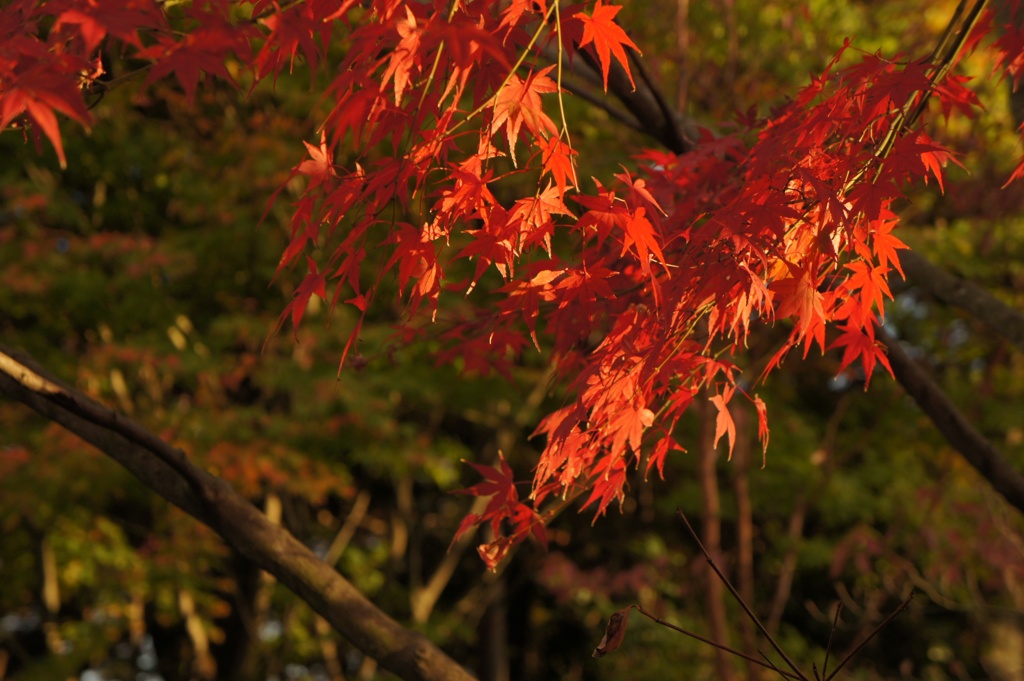 風になびく紅葉