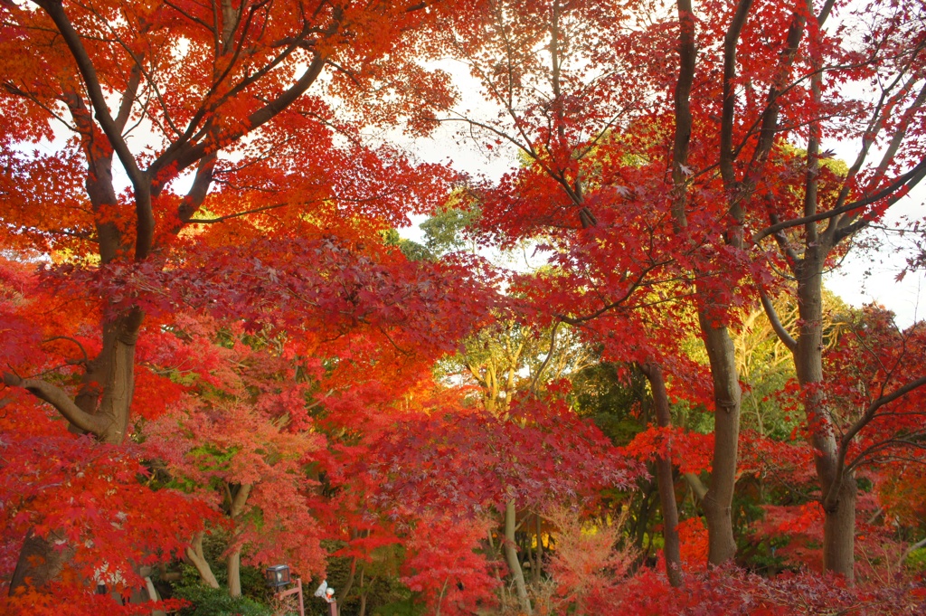 離宮公園の紅葉