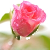 寒薔薇