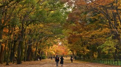 散歩道（京都下鴨神社）