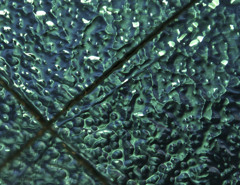 Window glass