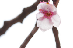 ２季咲桜