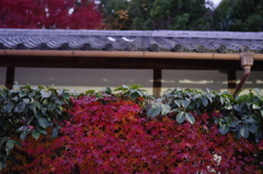 ikegaki