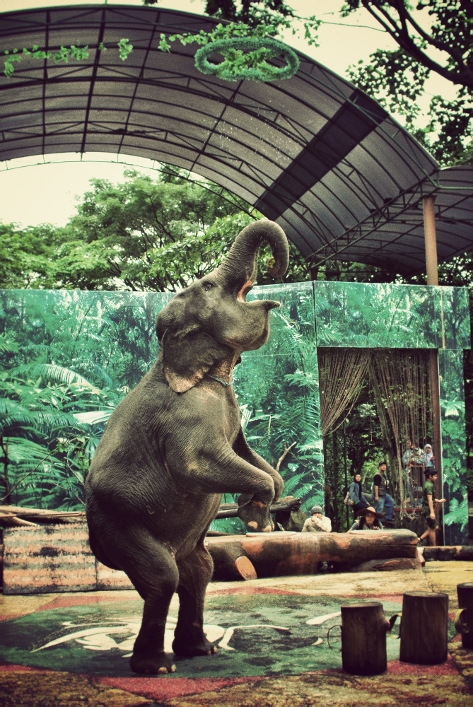 elefant standing up