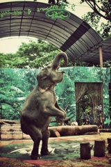 elefant standing up