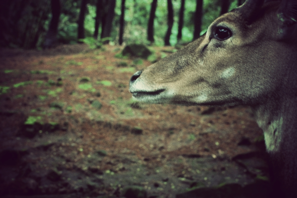 deer