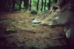 deer