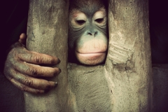 baby orangutan
