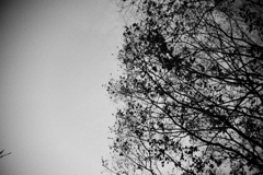 Branches