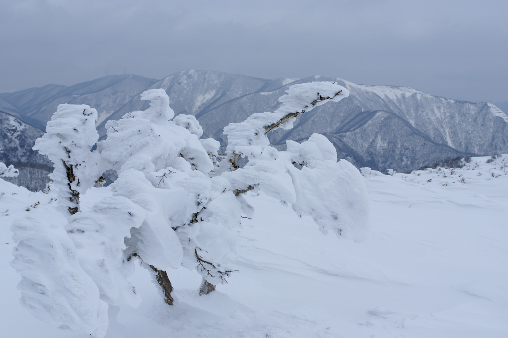 MOUNTAIN　MONSTER