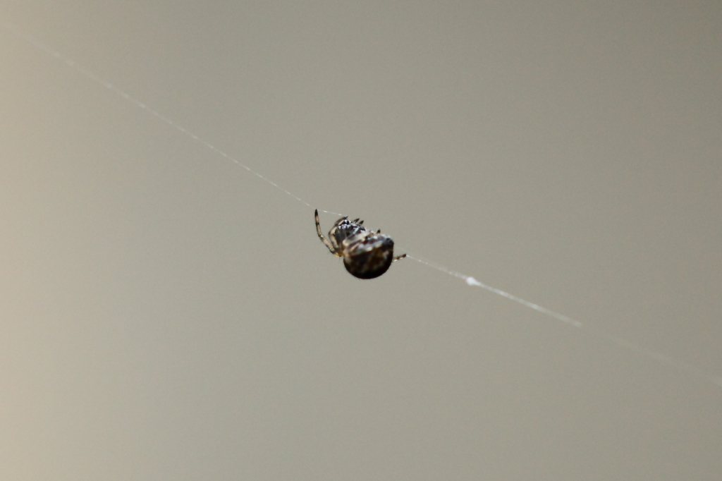 空中散歩