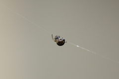 空中散歩