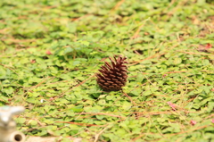 Pinecone