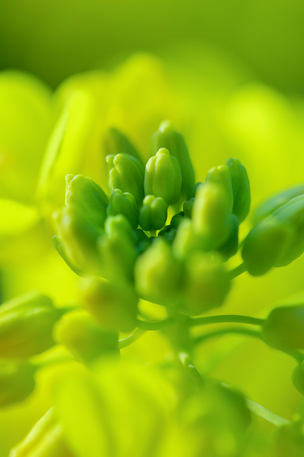 菜の花のこども